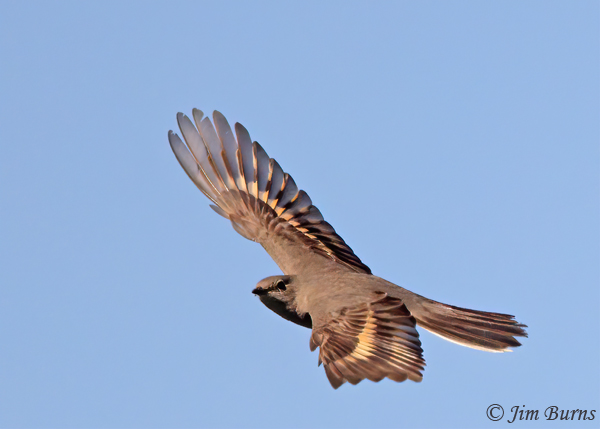 Townsend's Solitaire chasing bugs #2--0237