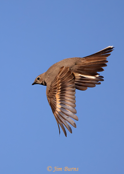 Townsend's Solitaire chasing bugs--0282