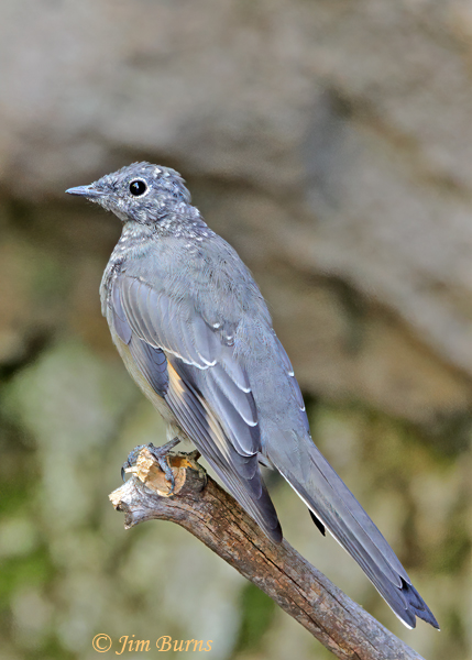 Townsend's Solitaire juvenile--2118