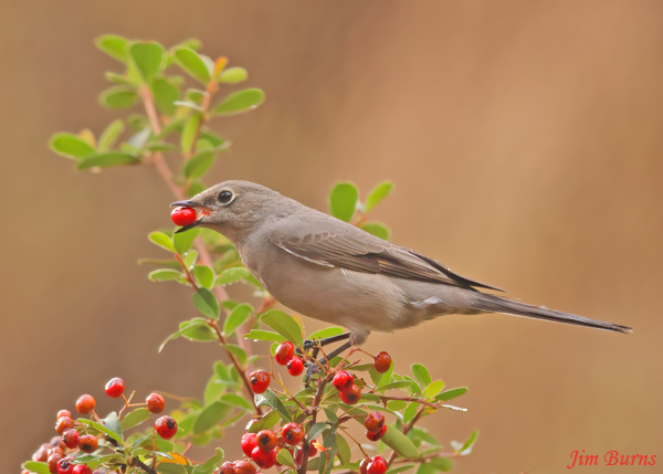 Townsend's Solitaire feeding in Pyracantha--2163