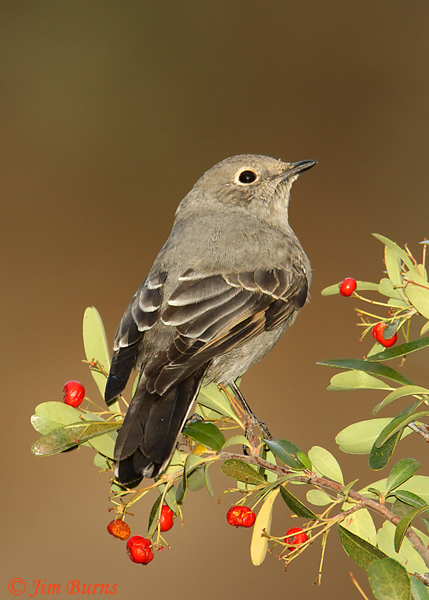 Townsend's Solitaire in Pyracantha #2--2458