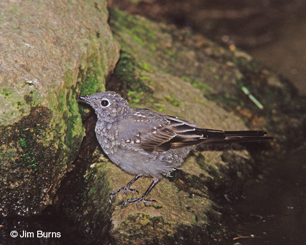 Townsend's Solitaire juvenile at waterhole