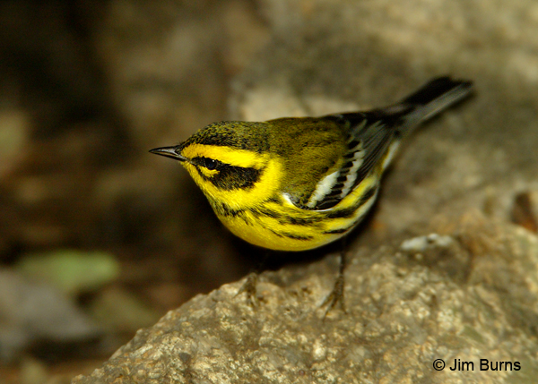 Townsend's Warbler female