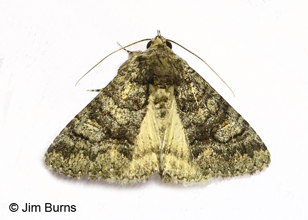 Toxonprucha diffundens, Arizona