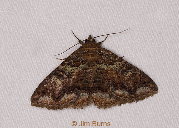 Toxonprucha diffundens, Arizona--0436
