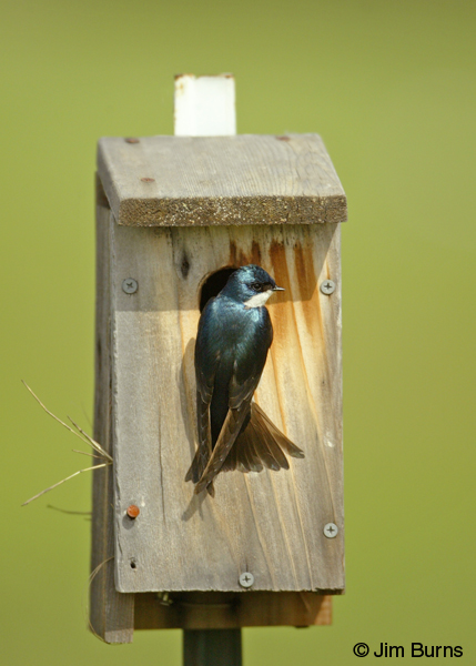Tree Swallow at home