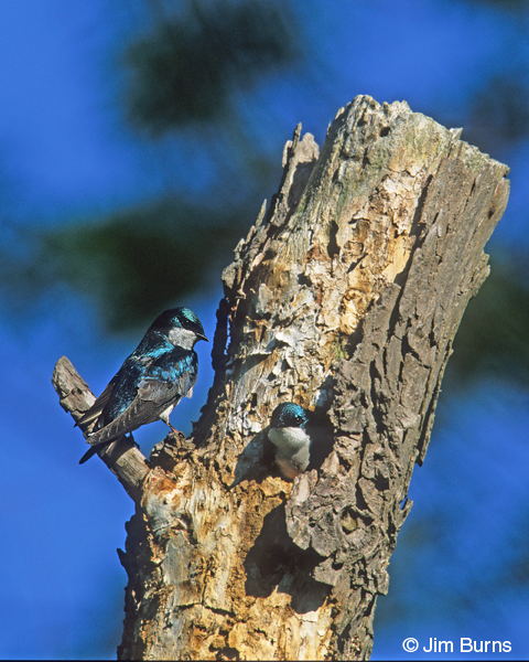 Tree Swallows at home