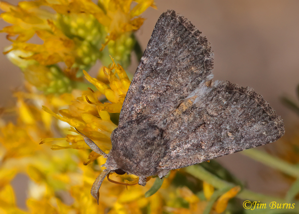 Tricholita elsinora on Rabbit Brush--6325