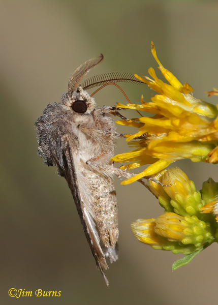 Tricholita elsinora on Rabbit Brush, lateral view--6330