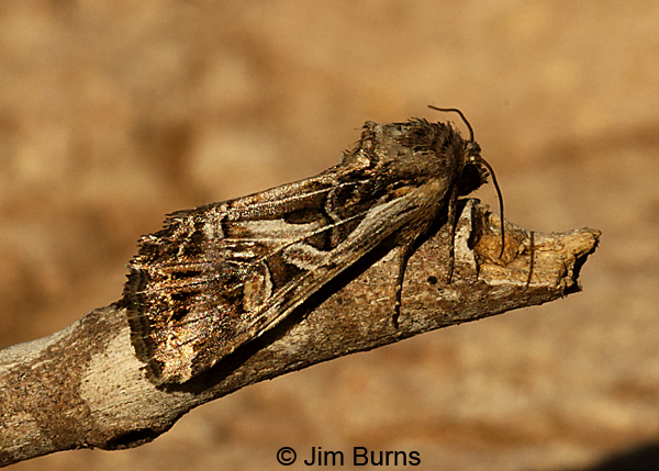 Trichordestra prodeniformis, Arizona--8771