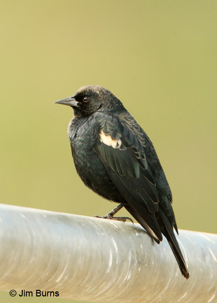Tricolored Blackbird on pipe