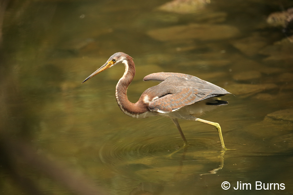 Tricolored Heron juvenile canopy feeding
