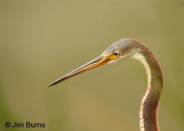 Tricolored Heron juvenile head shot