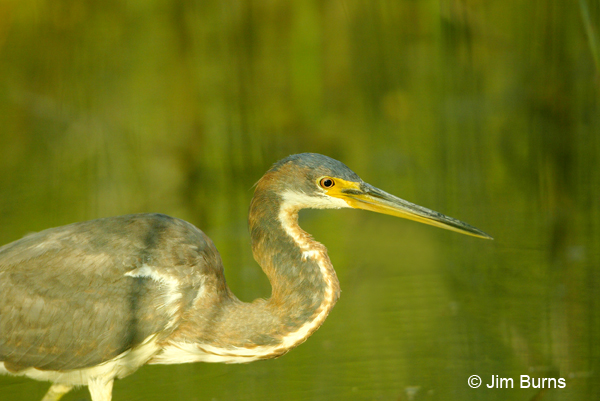 Tricolored Heron juvenile