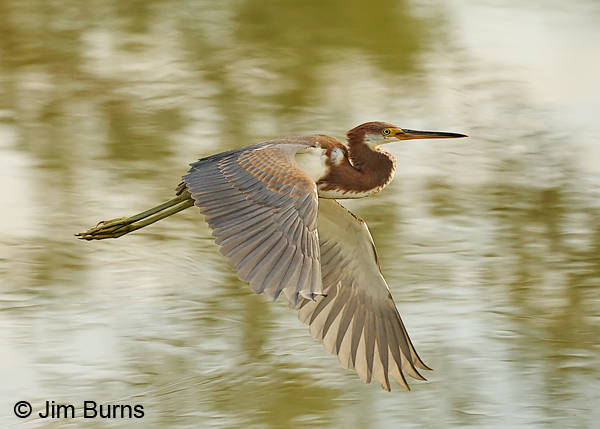 Tricolored Heron juvenile in flight #4