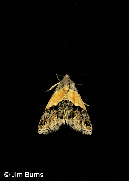 Tripudia dimidata, Arizona