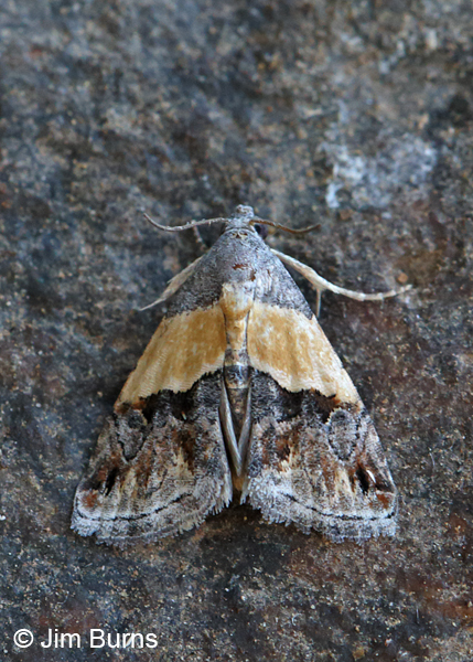 Tripudia dimidata on rock, Arizona