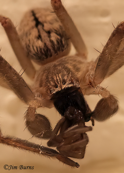 Trochosa terricola female enjoying an indoor snack of another spider, Arizona--1159