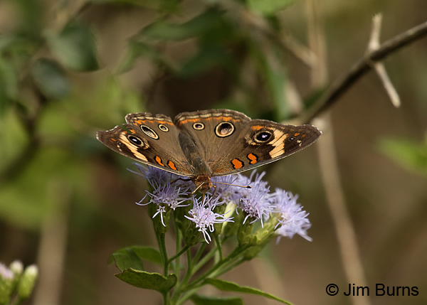 Tropical Buckeye, Texas