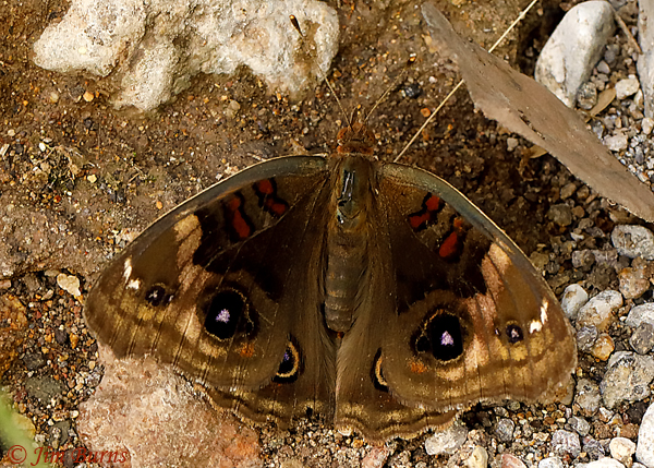 Tropical Buckeye, Arizona--4577