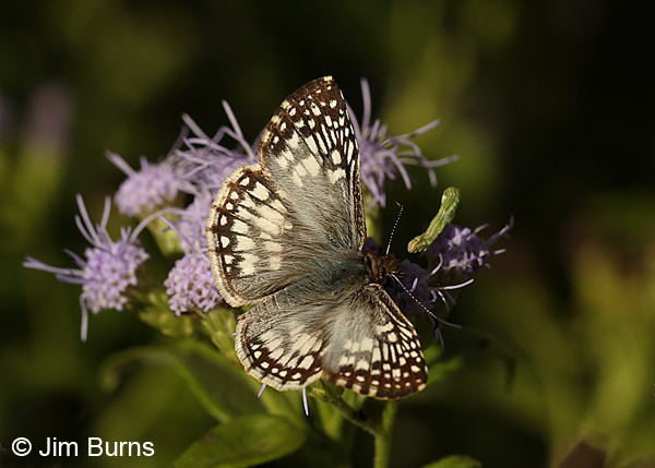 Tropical Checkered-Skipper, Texas