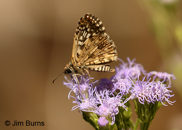 Tropical Checkered-Skipper underwing, Texas