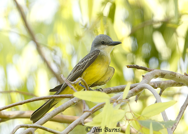 Tropical Kingbird in greenery--1796