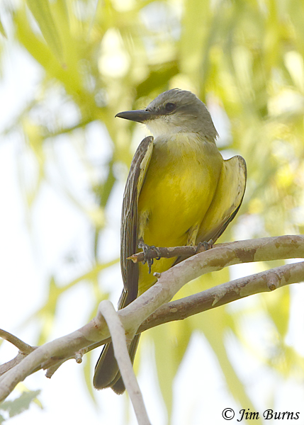 Tropical Kingbird in greenery vertical--1807
