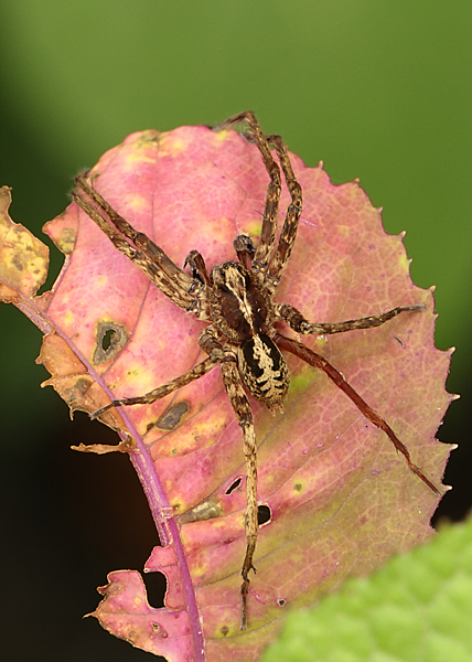 Tropical Wolf Spider female on pink leaf, Alabama