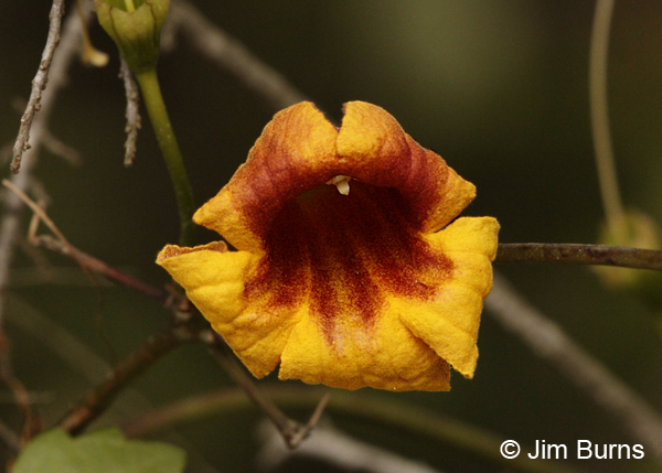 Trumpet Vine, Texas