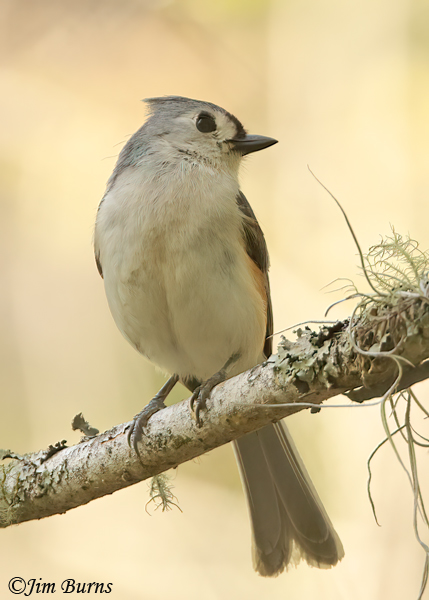 Tufted Titmouse and Spanish Moss--7009