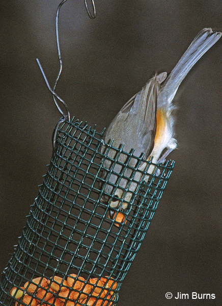 Tufted Titmouse diving for peanuts