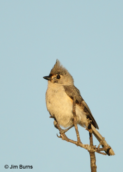 Tufted Titmouse sunrise