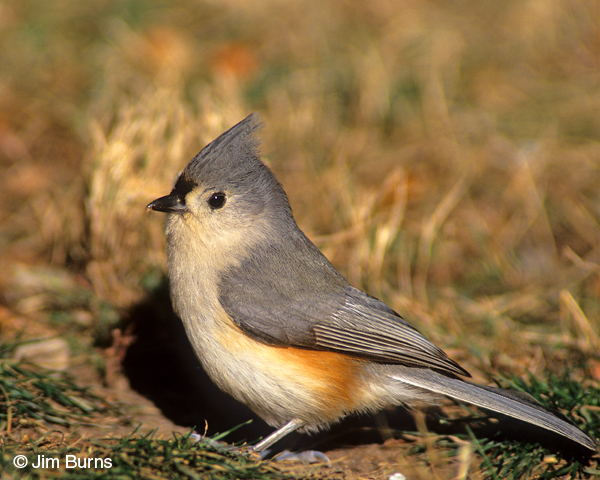 Tufted Titmouse