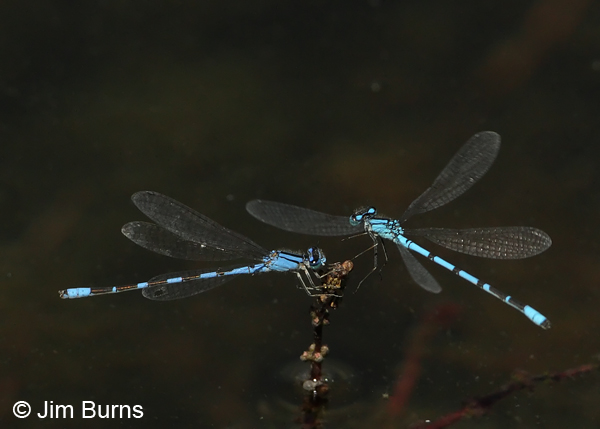 Tule (left) and Boreal Bluet negotiating over perch, Apache Co., AZ, August 2012