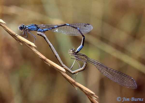 Tule Bluet pair in tandem, King Co., WA, July 1971--1000