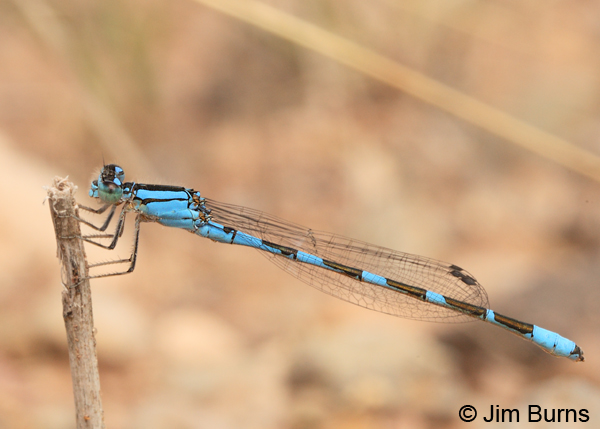 Tule Bluet male, Apache Co., AZ, August 2012