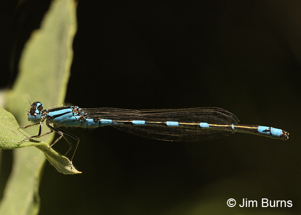 Tule Bluet male, Jackson Co., OR, July 2013