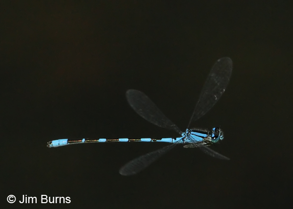 Tule Bluet male in flight, Apache Co., AZ, August 2012