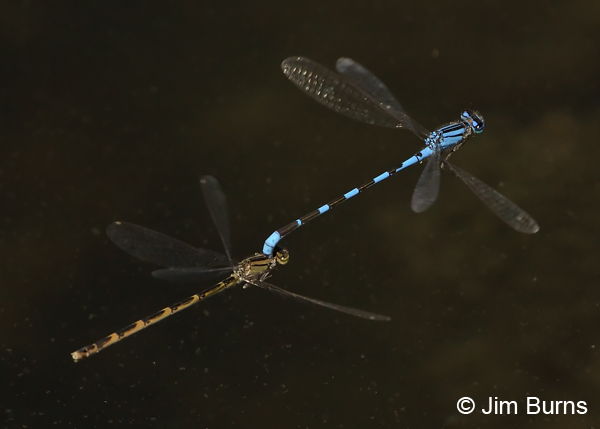 Tule Bluet pair, heteromorph female, flying tandem, Apache Co., AZ, August 2012