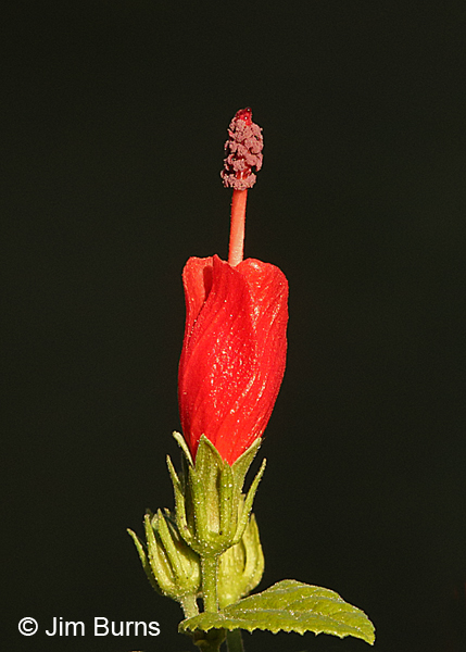 Turk's Cap, Arizona