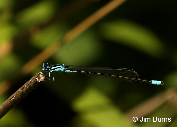 Turquoise Bluet male, Augusta Co., VA, June 2017
