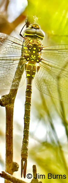 Turquoise-tipped Darner female top shot close-up, Pinal Co., AZ, July 2014