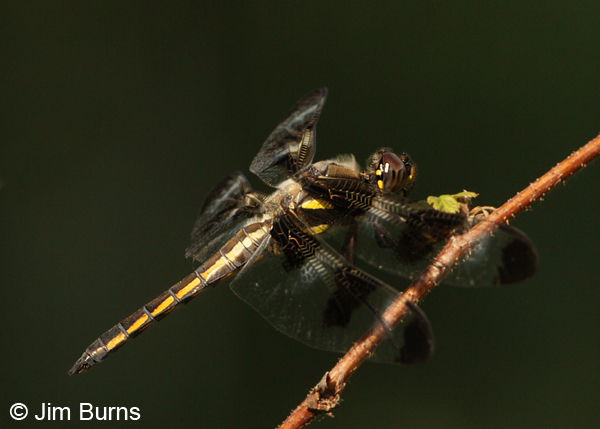 Twelve-spotted Skimmer immature male St. Louis Co., MN, July 2012