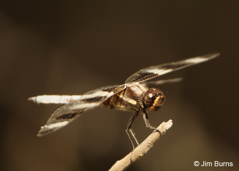 Twelve-spotted Skimmer male thorax, Maricopa Co., AZ, August 2011
