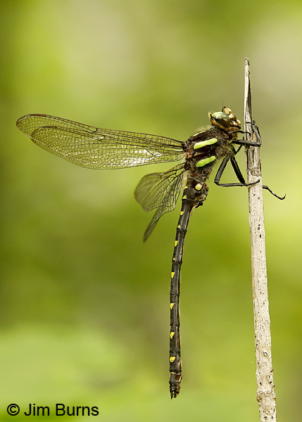 Twin-spotted Spiketail male, Lake Co., MN, July 2018--9831