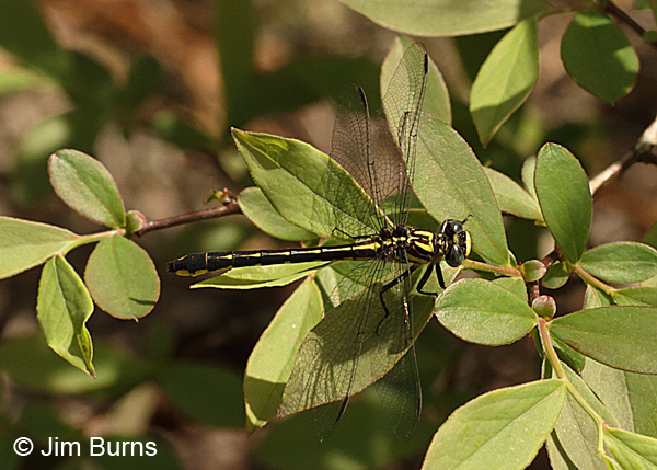 Twin-striped Clubtail male, Santa Rosa Co., FL, March 2016