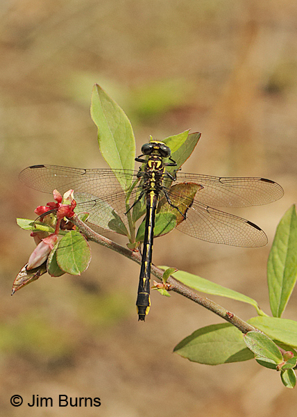 Twin-striped Clubtail male dorsal view, Santa Rosa Co., FL, March 2016