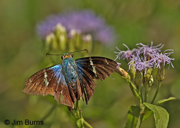 Two-barred Flasher on Crucita, Texas