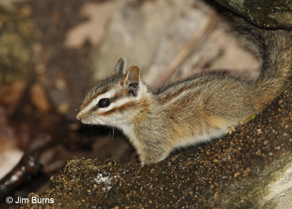 Uinta Chipmunk